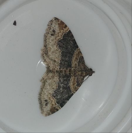 Xanthorhoe ferrugata 