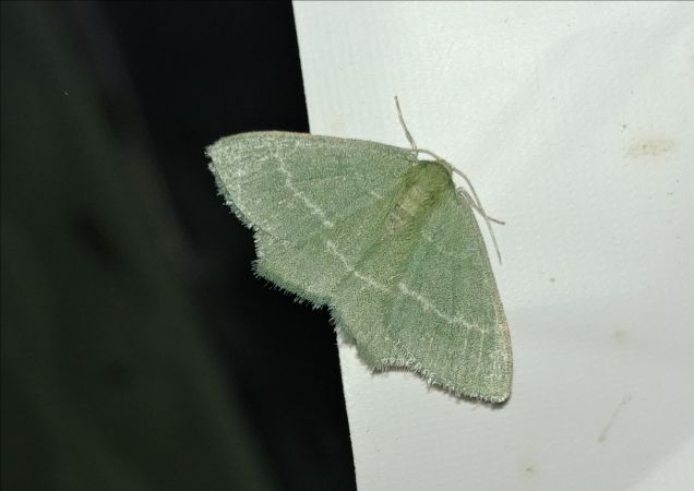 Chlorissa cloraria 