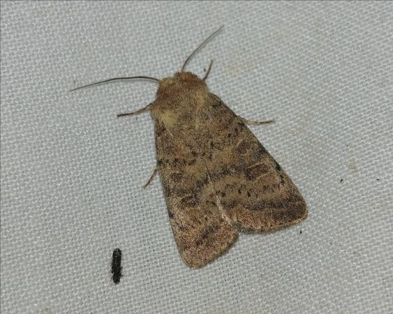 Hoplodrina octogenaria 