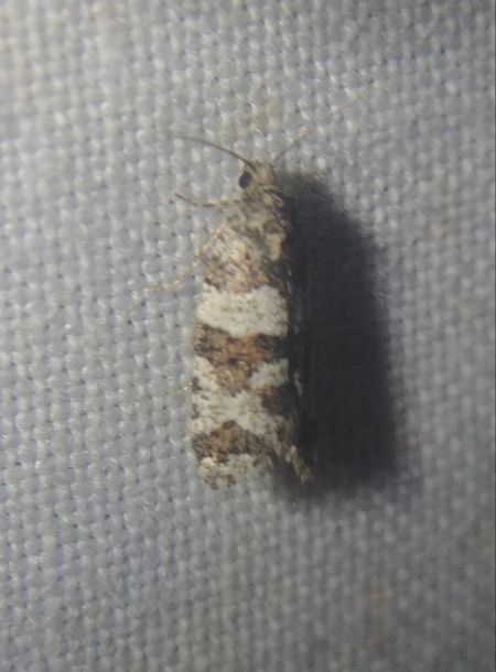 Isotrias rectifasciana 