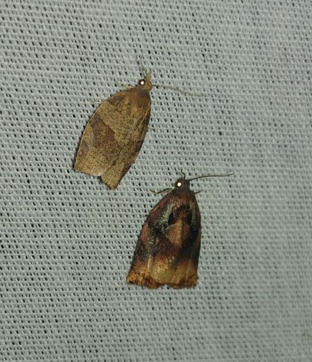 Archips podana 