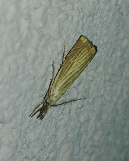 Crambus des jardins 