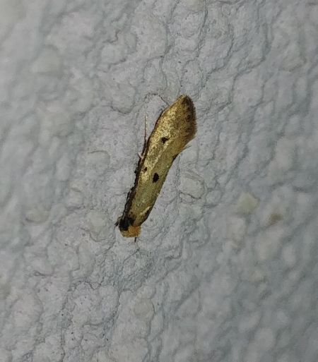 Tinea trinotella 