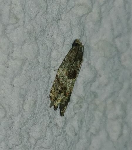 Rhopobota naevana 