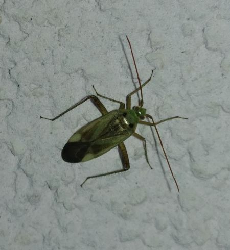Adelphocoris lineolatus 