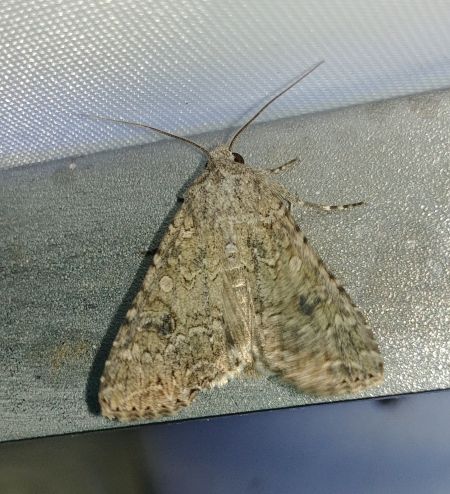 Noctuelle de l'ansérine 