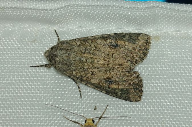 Noctuelle de l'ansérine 