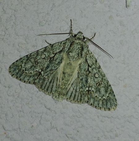 Acronicta aceris 