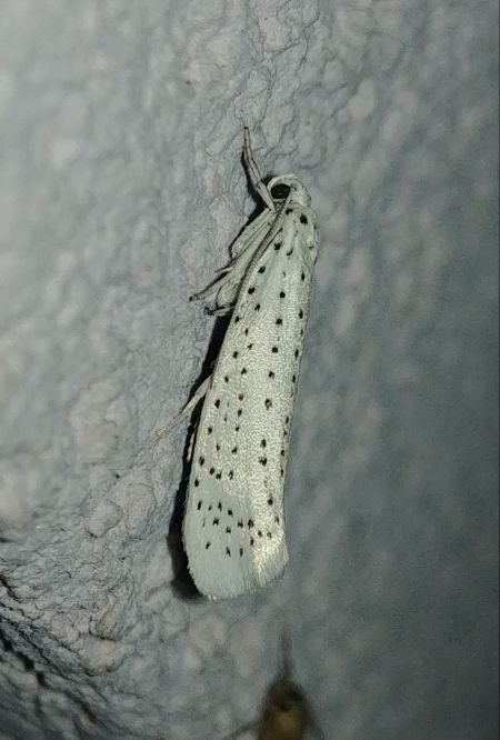 Yponomeuta evonymella 