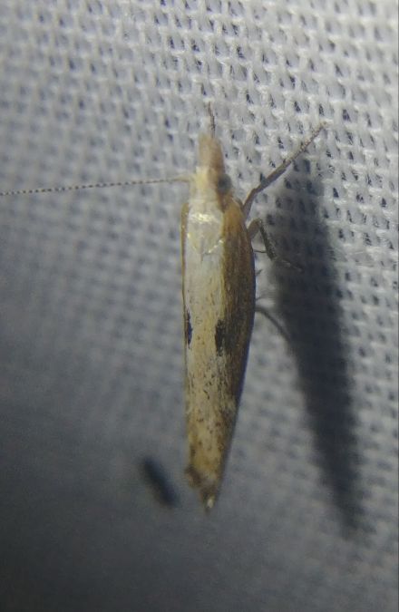 Ypsolopha falcella 