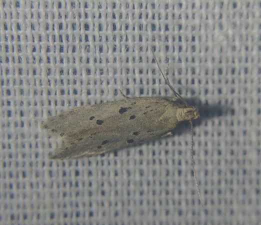 Athrips mouffetella 