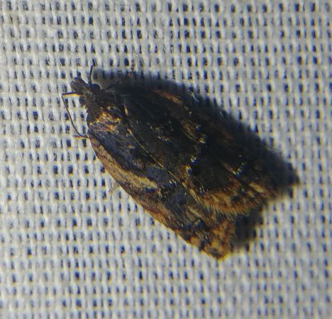 Acleris umbrana 