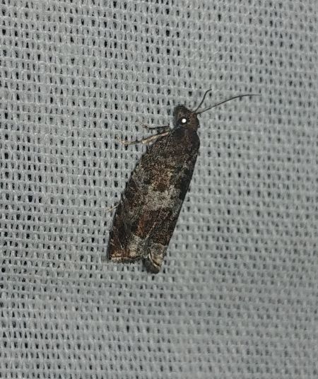 Ancylis achatana 