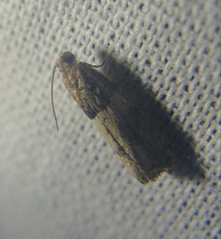 Gypsonoma aceriana 