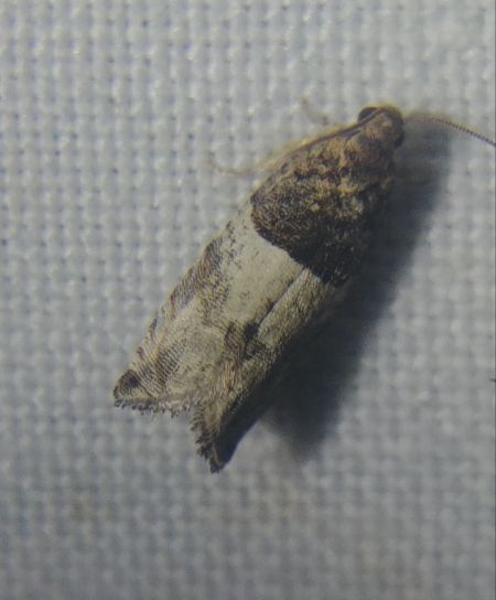 Gypsonoma aceriana 