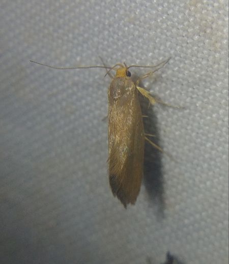 Crassa unitella 