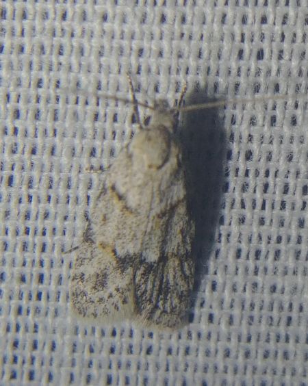 Symmoca signatella 