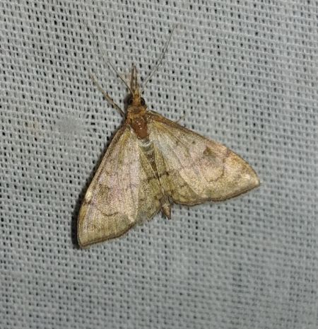 Anania verbascalis 