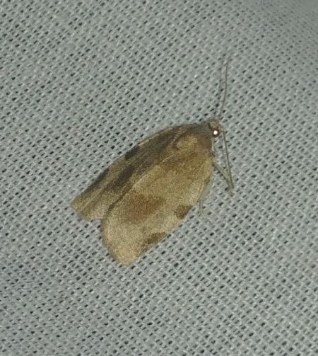 Choristoneura hebenstreitella 