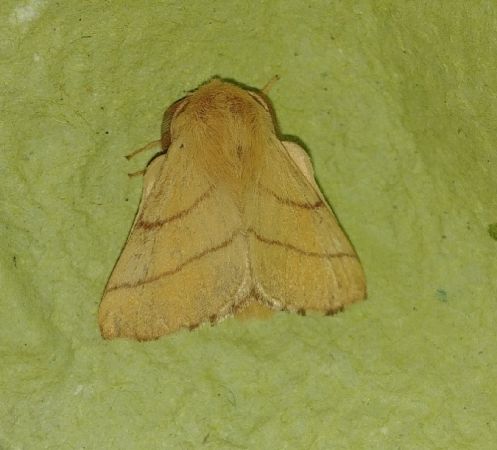 Malacosoma neustria 