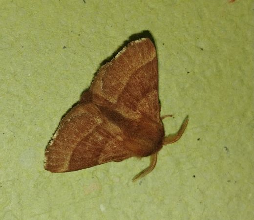 Malacosoma neustria 
