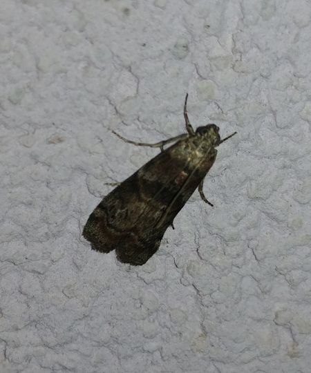 Phycita roborella 