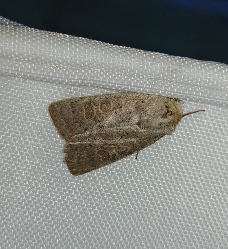 Hoplodrina indéterminé 