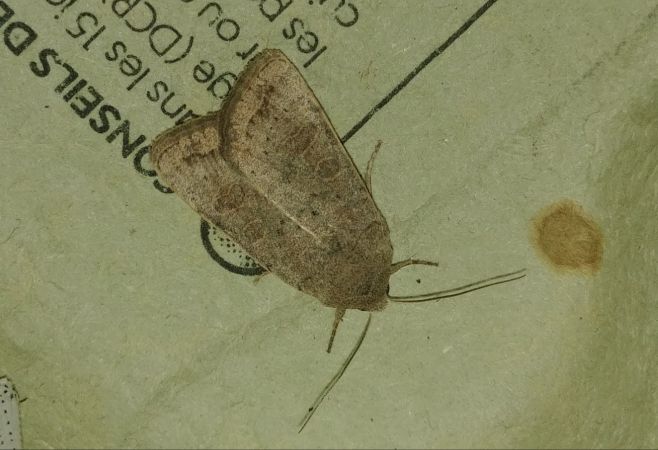 Hoplodrina indéterminé 
