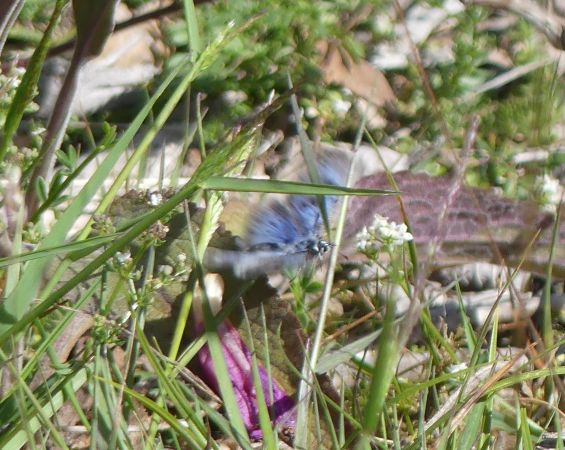 Large Blue 