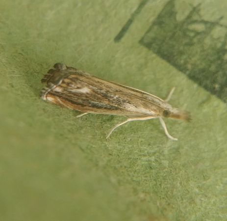 Catoptria verellus 