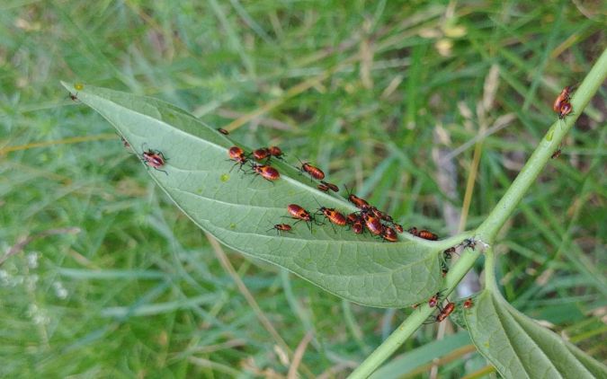 Tropidothorax leucopterus 