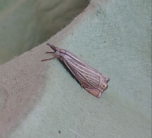Chrysoteuchia culmella 