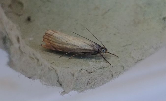 Chrysoteuchia culmella 