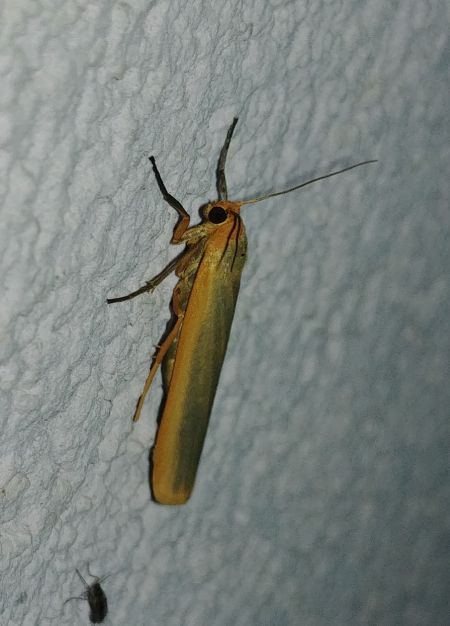 Lithosie aplatie (Manteau à tête jaune) 
