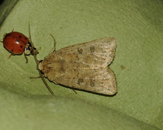 Hoplodrina indéterminé 