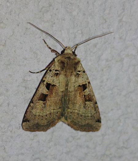 Xestia triangulum 