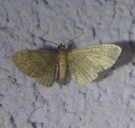 Eupithecia haworthiata 
