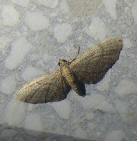 Eupithecia haworthiata 