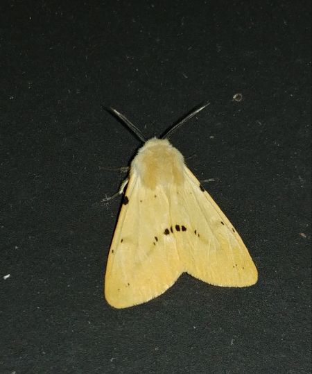 Ecaille lièvre 