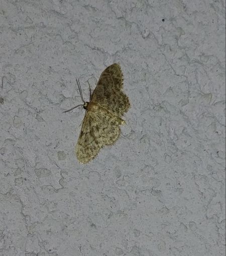 Idaea inquinata 