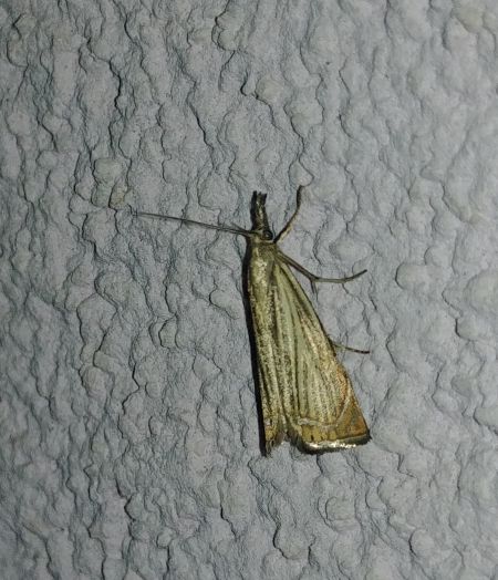 Crambus des jardins 