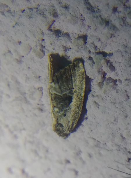 Elaphria venustula 