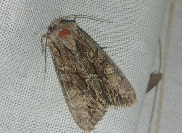 Apamea monoglypha 