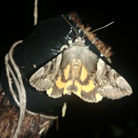 Lichénée jaune 