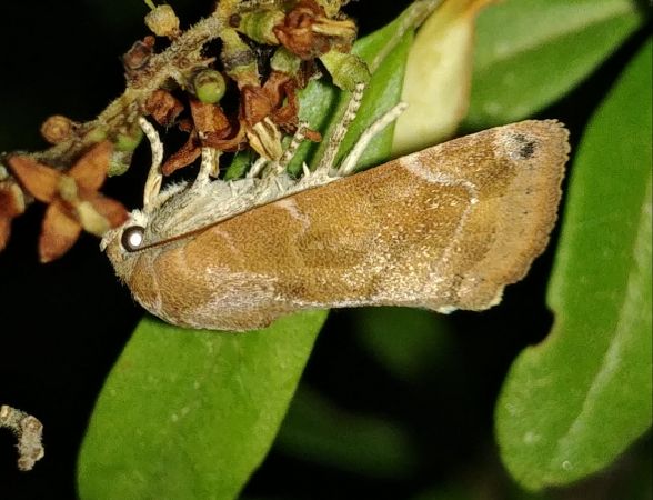 Cosmia affinis 