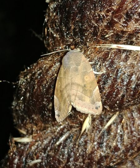 Cosmia affinis 