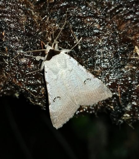 Lygephila craccae 