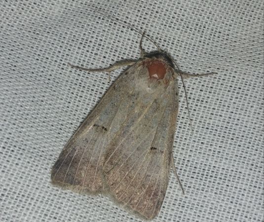Lygephila craccae 