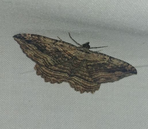 Philereme transversata 