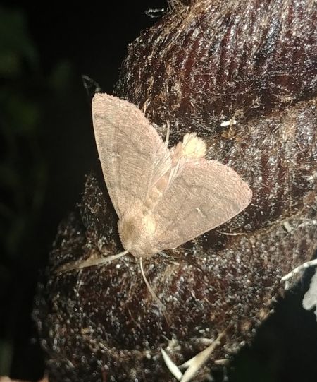 Mythimna turca 